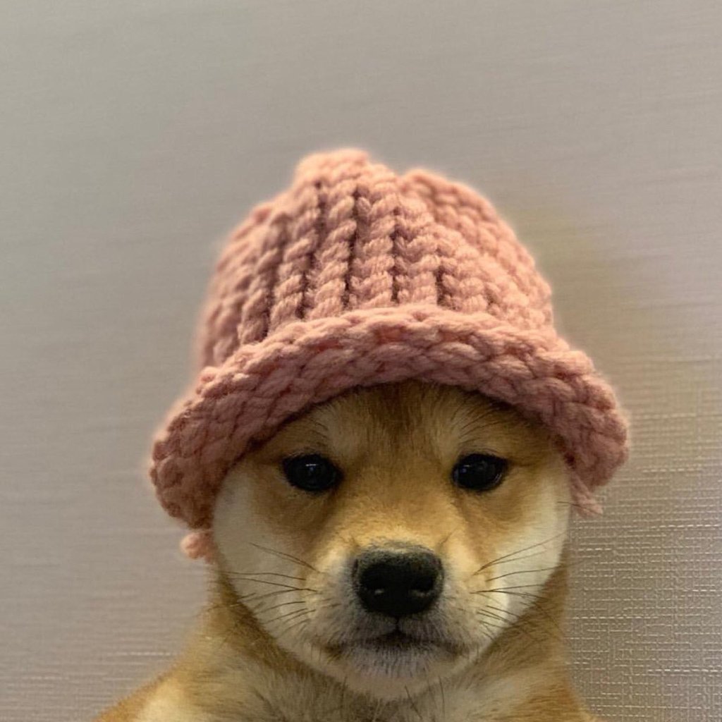 Şapka takan köpek gördün mü? WIF markete gaza basıyor!