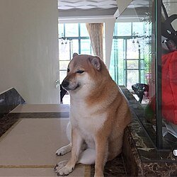 Когда купил DogWifHat за $0.4, а теперь он торгуется по $1.26