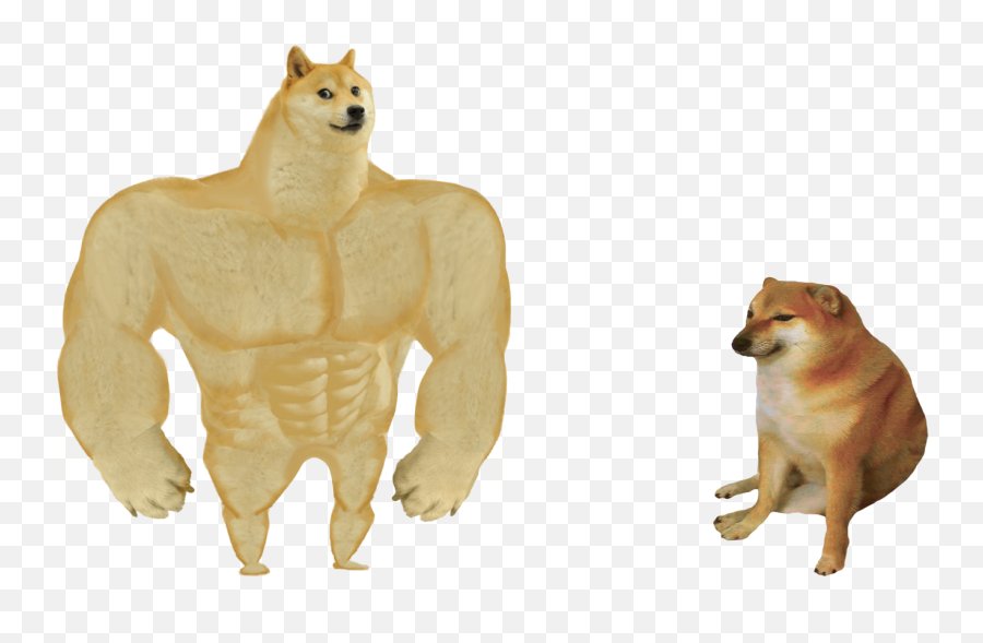 Baleias comprando DOGE sem parar Eu segurando cada satoshi