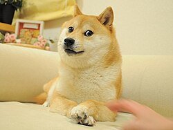 Meme tokenler işlem hacminde Bitcoin’i geçince DOGE: ‘Çok wow!’